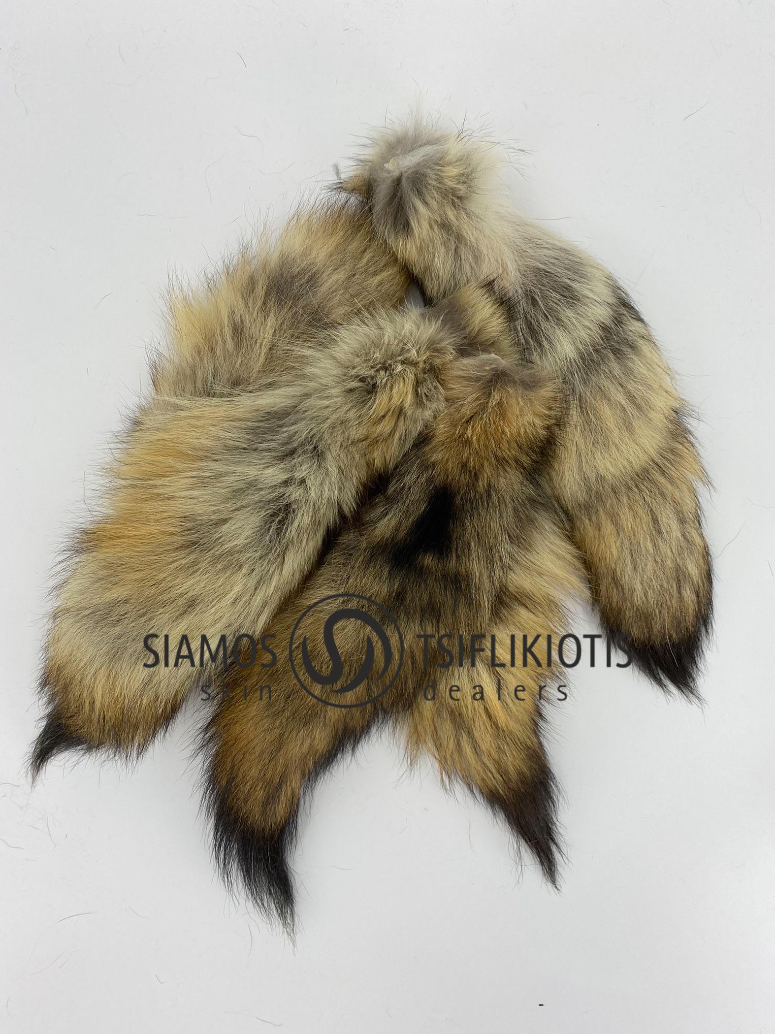 Coyote Tails-1